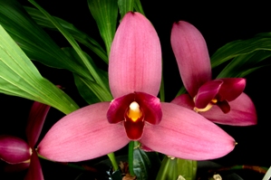 Lycaste Alan Salzman Windflower AM/AOS 83 pts.